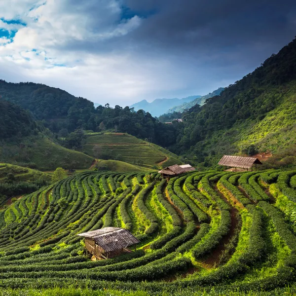 Thee plantage in de doi ang khang, chiang mai, thailand — Stockfoto