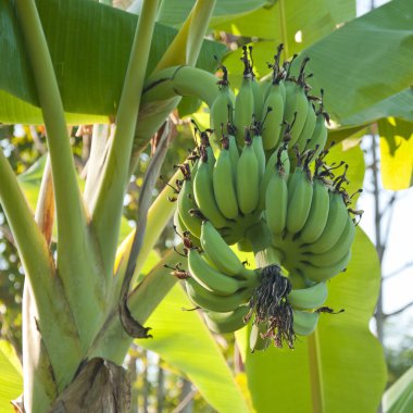 ağaç üzerinde yeşil muz