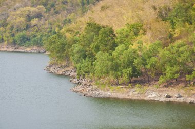 nehir ile peyzaj ağacı