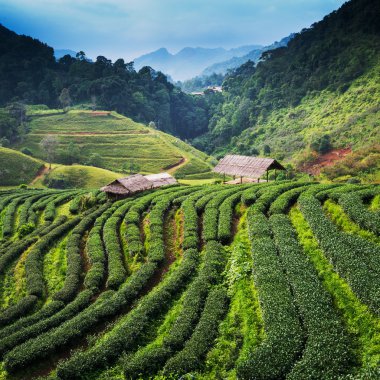 çay plantasyon DOI ang khang, chiang mai, Tayland