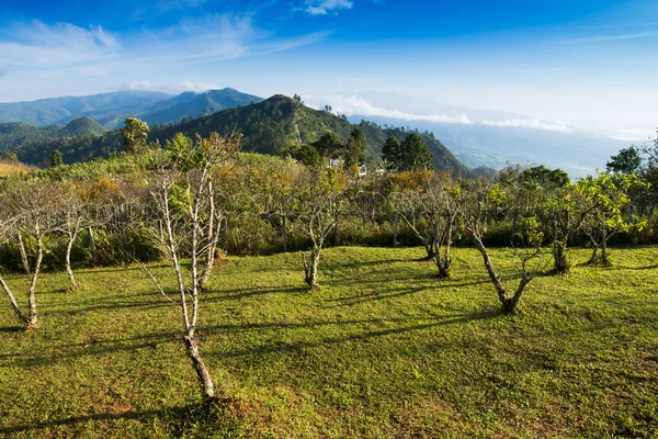 Oogpunt van de natuur op de heuvel op doi ang khang bergen. — Stockfoto