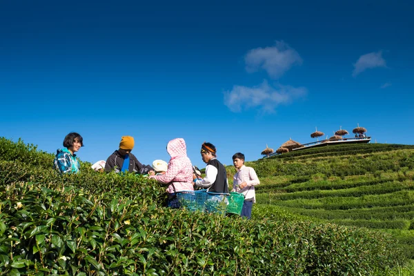 Tea workers from Thailand break tea leaves on tea plantation