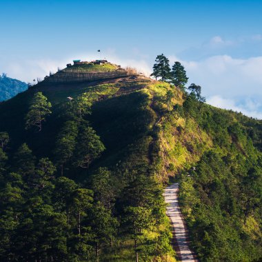 çay plantasyon DOI ang khang, chiang mai, Tayland