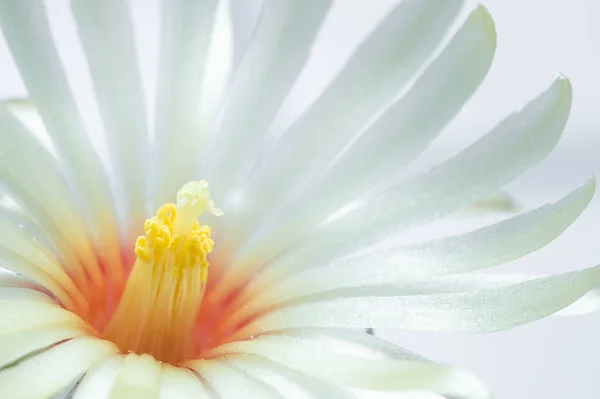 Astrophytum Kikko Cactus Цвіте Сутінках Які Зображають Тичину Карпелу Красивих — стокове фото