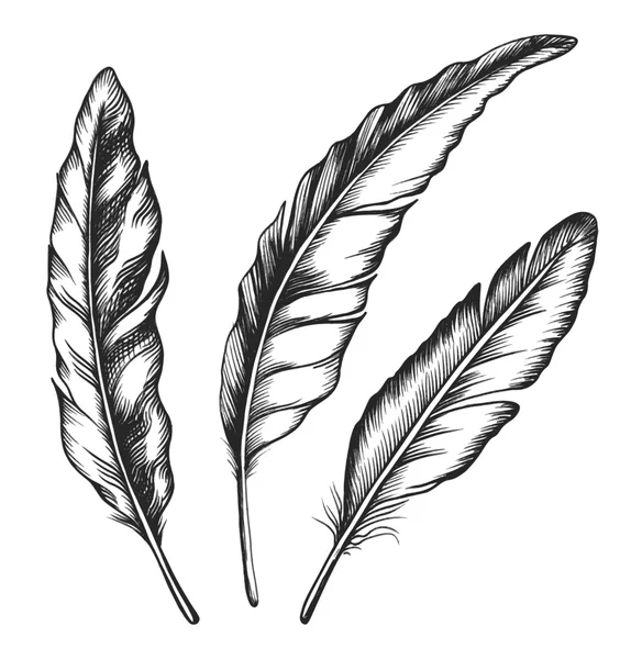 Vintage feather set — Stock Vector