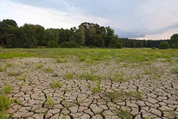 Tierra agrietada de la sequía —  Fotos de Stock