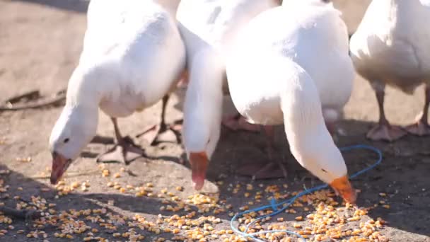 白鹅在村子里的农场里吃谷物 大声啼叫 饥饿的鹅吃地上的玉米 — 图库视频影像