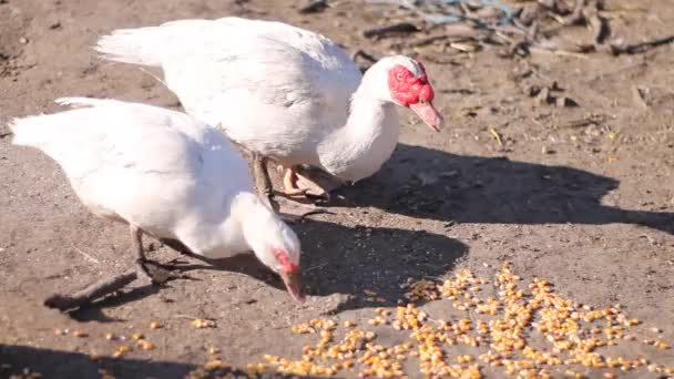 Varios Patos Granja — Vídeo de stock