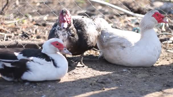 Varios Patos Granja — Vídeo de stock