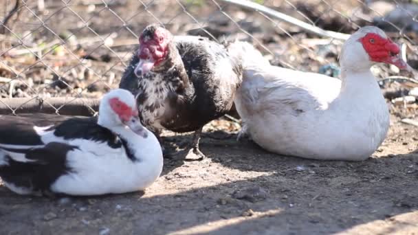 Varios Patos Granja — Vídeo de stock