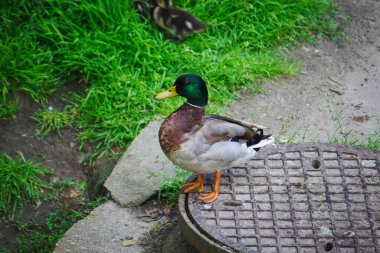 Yaban ördeği yeşil çimlerde