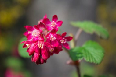 Pembe Primula vulgaris çiçeği. Yaklaş.