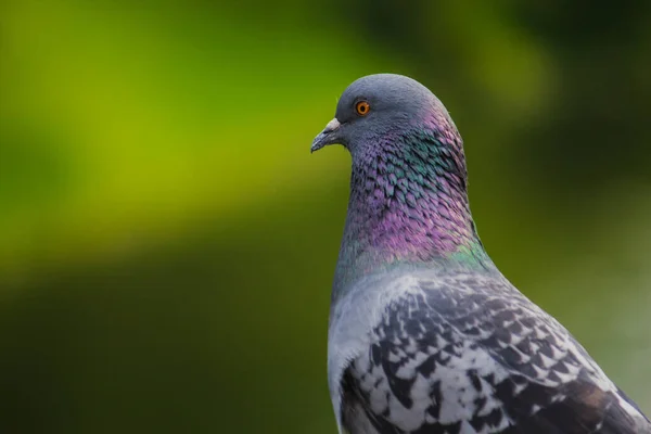City Pigeon Close — Stock Photo, Image
