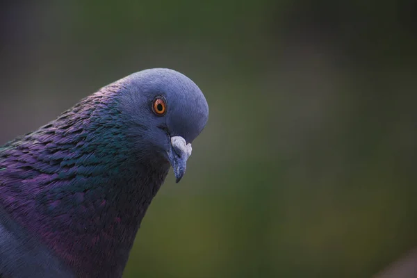 City Pigeon Close — Stock Photo, Image