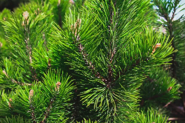 Çam iğneleri dalları, Noel ağacı yakın plan.