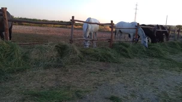 Лошади Ферме Едят Травяные Конюшни Вечером — стоковое видео