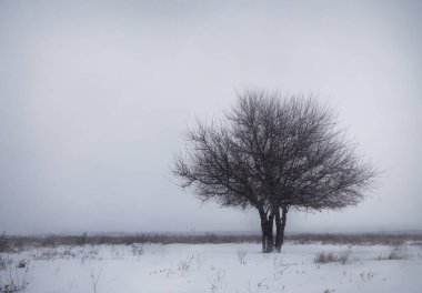 Yalnız ağaç karlı bozkırda