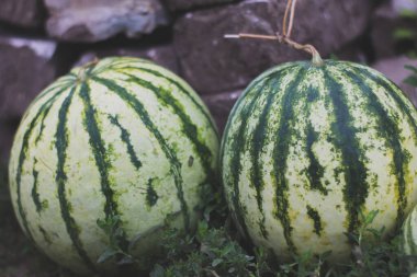 İki küçük karpuz, çevre dostu.