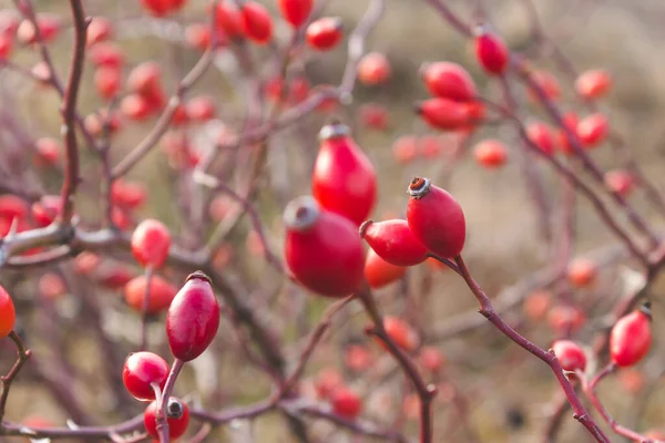 Las Rosa Mosqueta Arbusto Invierno — Foto de Stock