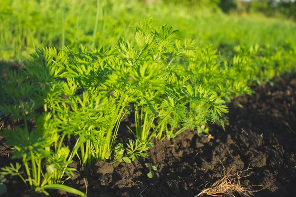 young green carrot sprouts close-up
