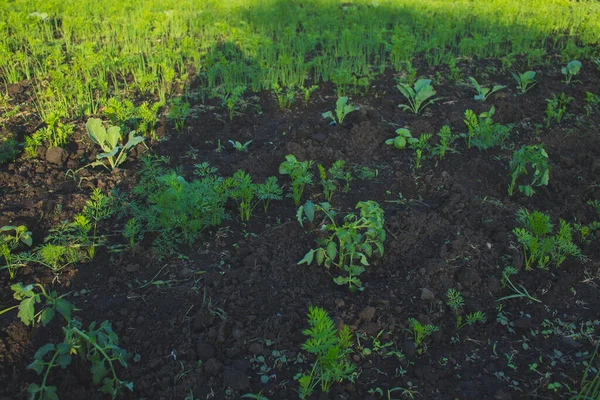 green seedlings of vegetable crops