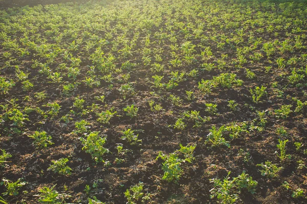 garden plot of young potato sprouts