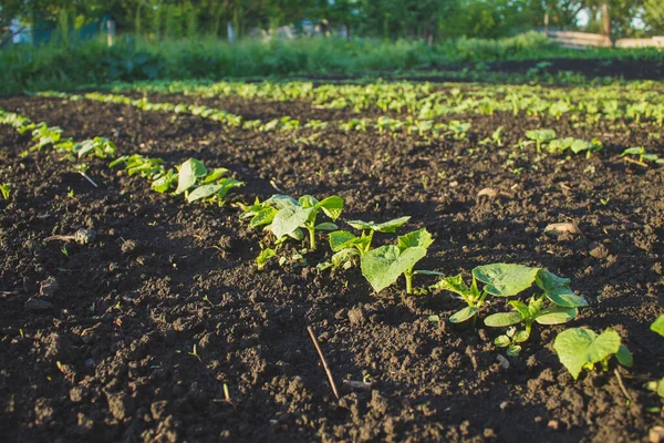 planted cucumber seedlings in the ground