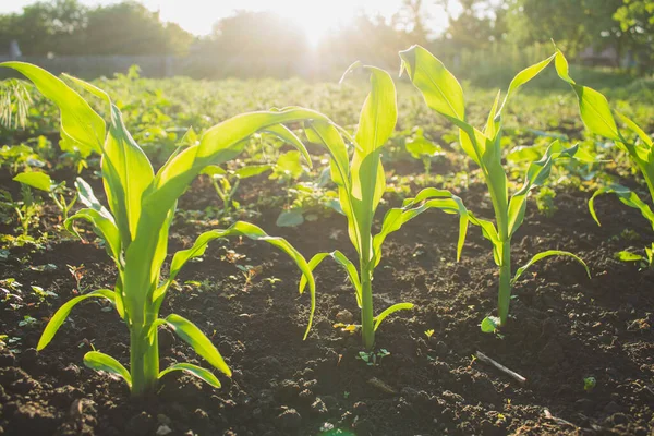 young corn sprouts close-up