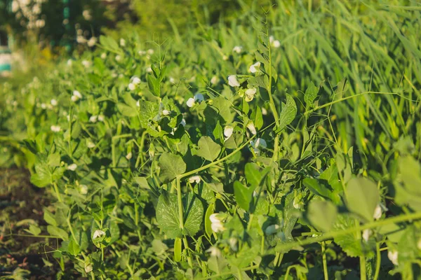 Növekvő Zöld Édes Borsó Virágzási Fázis — Stock Fotó