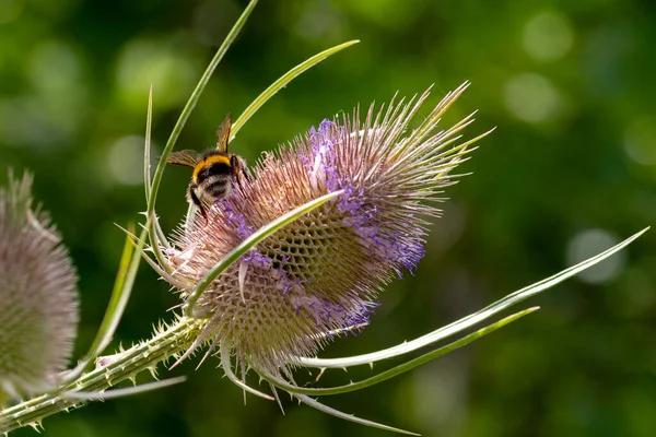Çiçek açmış devedikeni üzerinde yaban arısı