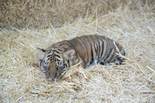 Filhote de tigre minúsculo bonito — Fotografia de Stock