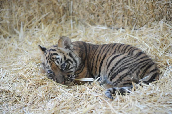 Filhote de tigre minúsculo bonito — Fotografia de Stock