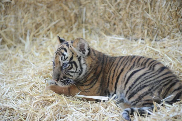 Anak harimau kecil yang lucu. — Stok Foto