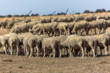 Dağlardaki koyun sürüsü, otlak tarlaları, İspanya 'daki yeşil otlar....