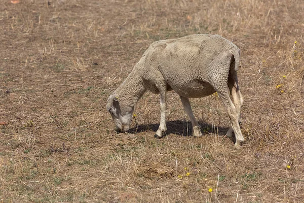 Blick Auf Vereinzelte Schafe Den Bergen Weiden Ackerland Feld Grüne — Stockfoto
