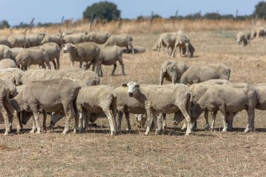 Dağlardaki koyun sürüsü, otlak tarlaları, İspanya 'daki yeşil otlar....
