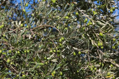 Zeytin dalının detaylı görüntüsü, yaprakların ayrıntıları ve toplanmaya hazır yeşil zeytinler....