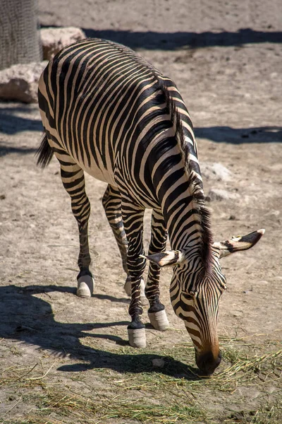 Visão Geral Todo Corpo Uma Zebra Para Comer — Fotografia de Stock