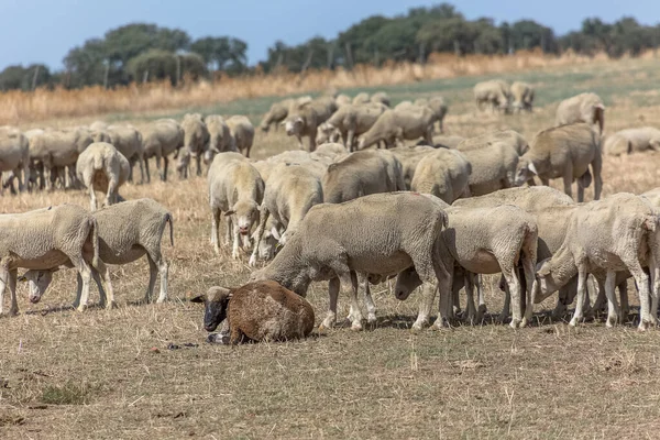 Dağlardaki koyun sürüsü, otlak tarlaları, İspanya 'daki yeşil otlar....