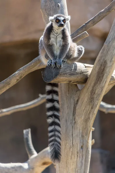 View of a ring-tailed lemur (Lemur catta) originally from Madagascar, a large strepsirrhine primate clinging to a tree trunk, looking with open, curious eyes...
