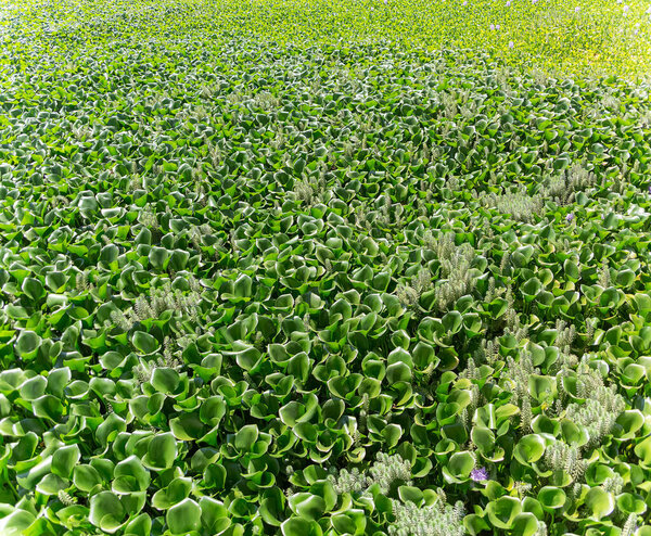 Huge panoramic view of a hyacinth field, Wild-type Hyacinthus orientalis, an aquatic plant recognized as a river pest...