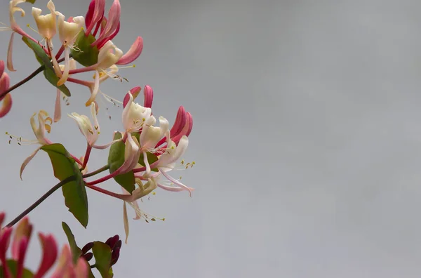 庭のピンクハニーサックルの芽と花 — ストック写真