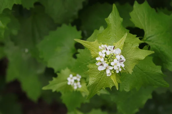 Florecimiento Planta Ajo Peciolado Naturaleza —  Fotos de Stock