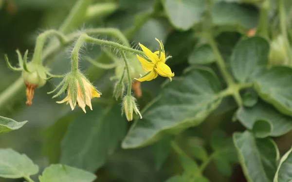Planta Tomate Floreciente Con Flores Amarillas Invernadero —  Fotos de Stock