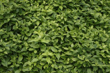 Sebze, yeşillik, çalılıklardan yaz arkaplanı. 