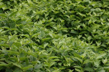 Sebze, yeşillik, çalılıklardan yaz arkaplanı. 