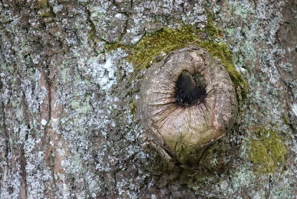 Egy Öreg Tölgyfa Textúrája Erdőben — Stock Fotó