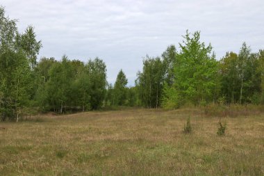 İlkbaharda öğleden sonra Doğu Avrupa ormanları. 