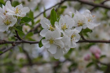 Bahçede beyaz çiçekli çiçek açan elma ağacı. 