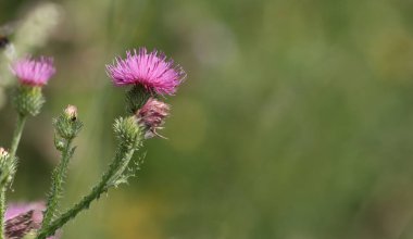 Tarlada çiçek açan dikenli devedikeni. 